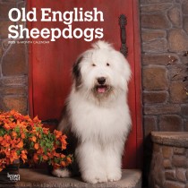 Old English Sheepdogs | 2025 12 x 24 Inch Monthly Square Wall Calendar