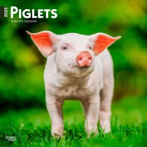 Piglets | 2025 12 x 24 Inch Monthly Square Wall Calendar