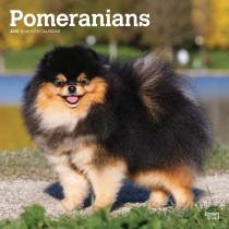 Pomeranians | 2025 12 x 24 Inch Monthly Square Wall Calendar