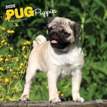 Pug Puppies | 2025 12 x 24 Inch Monthly Square Wall Calendar