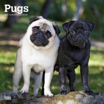 Pugs | 2025 12 x 24 Inch Monthly Square Wall Calendar