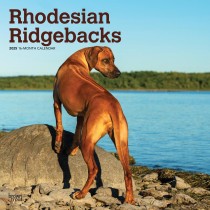 Rhodesian Ridgebacks | 2025 12 x 24 Inch Monthly Square Wall Calendar