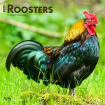 Roosters | 2025 12 x 24 Inch Monthly Square Wall Calendar