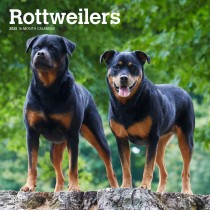 Rottweilers | 2025 12 x 24 Inch Monthly Square Wall Calendar