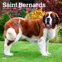 Saint Bernards | 2025 12 x 24 Inch Monthly Square Wall Calendar