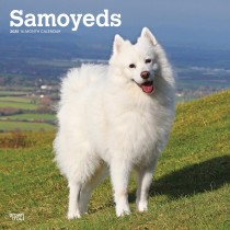 Samoyeds | 2025 12 x 24 Inch Monthly Square Wall Calendar