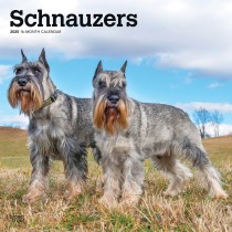 Schnauzers | 2025 12 x 24 Inch Monthly Square Wall Calendar