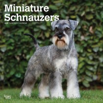 Miniature Schnauzers | 2025 12 x 24 Inch Monthly Square Wall Calendar