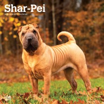 Shar Pei | 2025 12 x 24 Inch Monthly Square Wall Calendar