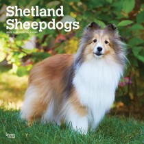 Shetland Sheepdogs | 2025 12 x 24 Inch Monthly Square Wall Calendar