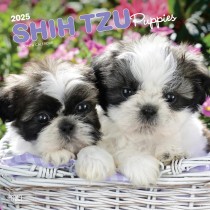 Shih Tzu Puppies | 2025 12 x 24 Inch Monthly Square Wall Calendar