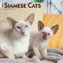 Siamese Cats | 2025 12 x 24 Inch Monthly Square Wall Calendar