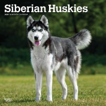 Siberian Huskies | 2025 12 x 24 Inch Monthly Square Wall Calendar