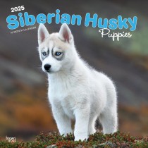 Siberian Husky Puppies | 2025 12 x 24 Inch Monthly Square Wall Calendar