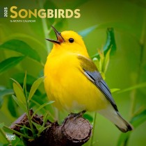Songbirds | 2025 12 x 24 Inch Monthly Square Wall Calendar | Foil Stamped Cover