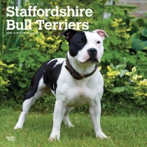 Staffordshire Bull Terriers | 2025 12 x 24 Inch Monthly Square Wall Calendar