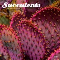 Succulents | 2025 12 x 24 Inch Monthly Square Wall Calendar