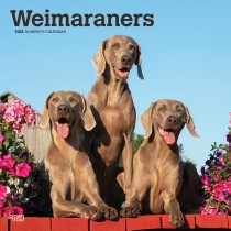 Weimaraners | 2025 12 x 24 Inch Monthly Square Wall Calendar
