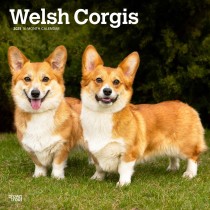 Welsh Corgis | 2025 12 x 24 Inch Monthly Square Wall Calendar