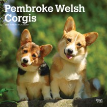 Pembroke Welsh Corgis | 2025 12 x 24 Inch Monthly Square Wall Calendar