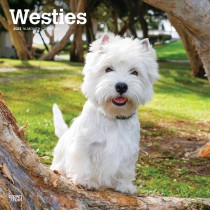 West Highland White Terriers | 2025 12 x 24 Inch Monthly Square Wall Calendar