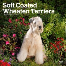 Soft Coated Wheaten Terriers | 2025 12 x 24 Inch Monthly Square Wall Calendar