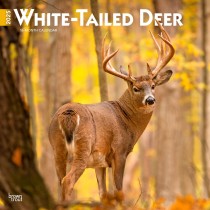 White Tailed Deer | 2025 12 x 24 Inch Monthly Square Wall Calendar