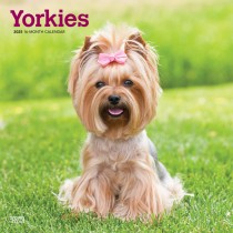 Yorkshire Terriers | 2025 12 x 24 Inch Monthly Square Wall Calendar | Plastic-Free