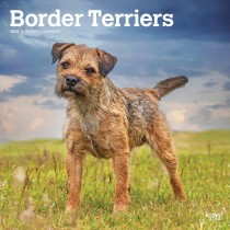 Border Terriers | 2025 12 x 24 Inch Monthly Square Wall Calendar