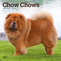 Chow Chows | 2025 12 x 24 Inch Monthly Square Wall Calendar