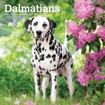 Dalmatians | 2025 12 x 24 Inch Monthly Square Wall Calendar