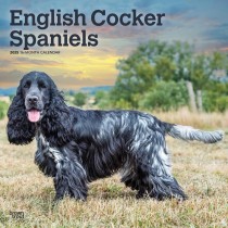 English Cocker Spaniels | 2025 12 x 24 Inch Monthly Square Wall Calendar