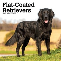 Flat-Coated Retrievers | 2025 12 x 24 Inch Monthly Square Wall Calendar