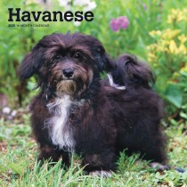 Havanese | 2025 12 x 24 Inch Monthly Square Wall Calendar