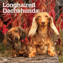 Longhaired Dachshunds | 2025 12 x 24 Inch Monthly Square Wall Calendar