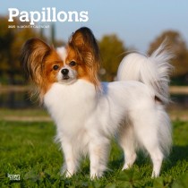 Papillons | 2025 12 x 24 Inch Monthly Square Wall Calendar