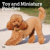 Toy and Miniature Poodles | 2025 12 x 24 Inch Monthly Square Wall Calendar