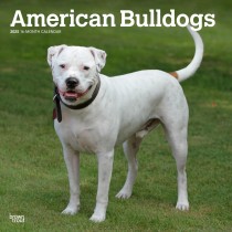 American Bulldogs | 2025 12 x 24 Inch Monthly Square Wall Calendar | Plastic-Free