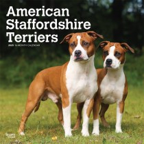American Staffordshire Terriers | 2025 12 x 24 Inch Monthly Square Wall Calendar | Plastic-Free