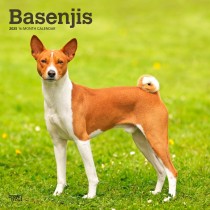 Basenjis | 2025 12 x 24 Inch Monthly Square Wall Calendar