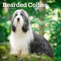 Bearded Collies | 2025 12 x 24 Inch Monthly Square Wall Calendar