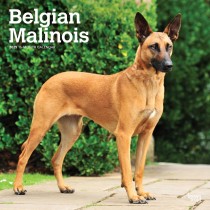 Belgian Malinois | 2025 12 x 24 Inch Monthly Square Wall Calendar