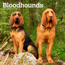 Bloodhounds | 2025 12 x 24 Inch Monthly Square Wall Calendar