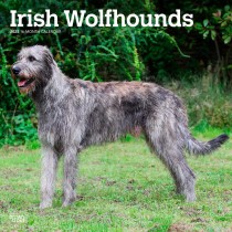 Irish Wolfhounds | 2025 12 x 24 Inch Monthly Square Wall Calendar