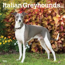 Italian Greyhounds | 2025 12 x 24 Inch Monthly Square Wall Calendar