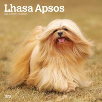 Lhasa Apsos | 2025 12 x 24 Inch Monthly Square Wall Calendar