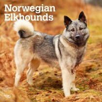 Norwegian Elkhounds | 2025 12 x 24 Inch Monthly Square Wall Calendar