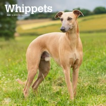 Whippets | 2025 12 x 24 Inch Monthly Square Wall Calendar