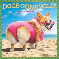 Avanti Dogs Gone Wild OFFICIAL | 2025 12 x 24 Inch Monthly Square Wall Calendar