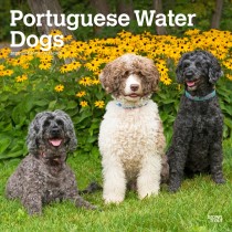 Portuguese Water Dogs | 2025 12 x 24 Inch Monthly Square Wall Calendar